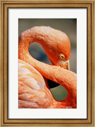 Framed Flamingo Neck Print