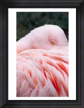 Framed Flamingo Light Pink Print