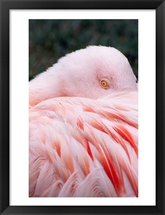 Framed Flamingo Light Pink Print