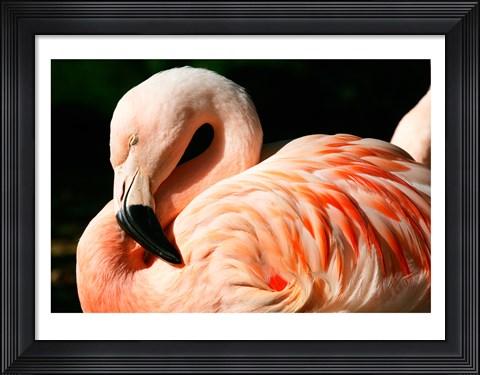 Framed Close-up of a Sleeping Flamingo Print