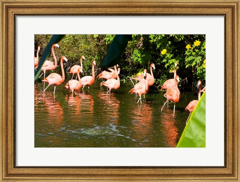 Framed American Flamingoes Wading in Water Print