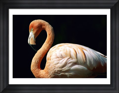 Framed Pink Flamingo Print