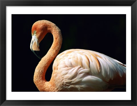 Framed Pink Flamingo Print