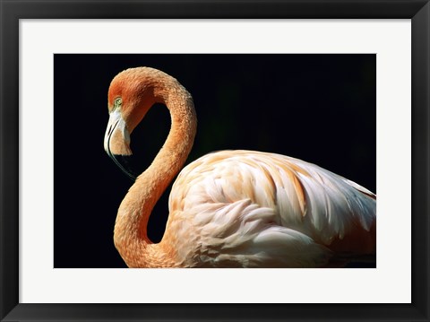 Framed Pink Flamingo Print