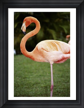 Framed American Flamingo Print