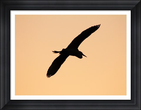 Framed Great White Egret in Flight at Twilight, Venice Rookery, Venice, Florida, USA Print