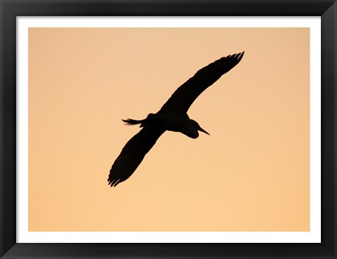 Framed Great White Egret in Flight at Twilight, Venice Rookery, Venice, Florida, USA Print