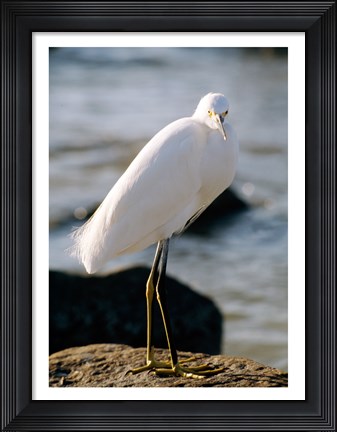 Framed Snowy Egret Standing on Rock by the Water Print