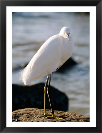 Framed Snowy Egret Standing on Rock by the Water Print