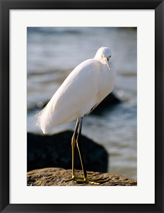 Framed Snowy Egret Standing on Rock by the Water Print