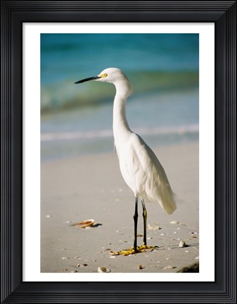 Framed Snowy Egret Print