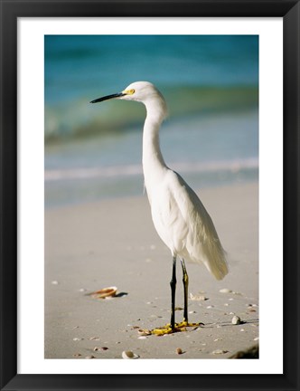 Framed Snowy Egret Print