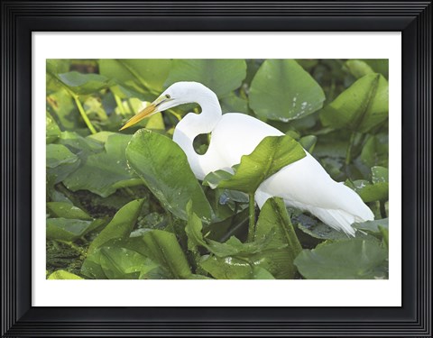 Framed High Angle View of a Great Egret Print