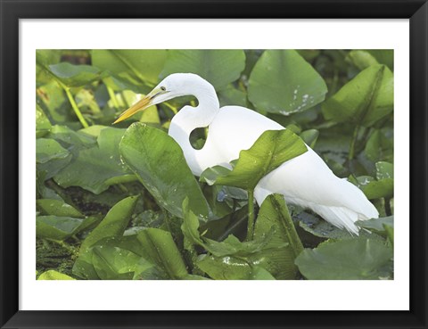 Framed High Angle View of a Great Egret Print