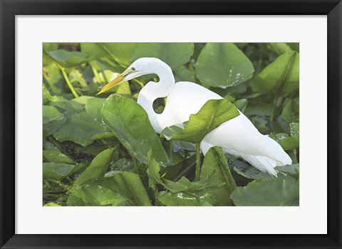 Framed High Angle View of a Great Egret Print