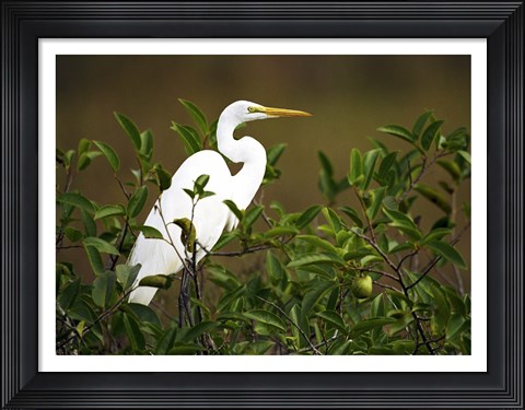 Framed Close-up of a Great Egret Perching on a Branch Print
