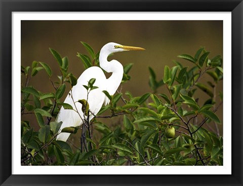 Framed Close-up of a Great Egret Perching on a Branch Print