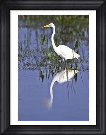 Framed Reflection of a Great Egret in Water Print