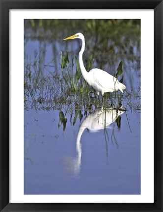 Framed Reflection of a Great Egret in Water Print