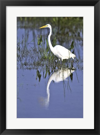 Framed Reflection of a Great Egret in Water Print