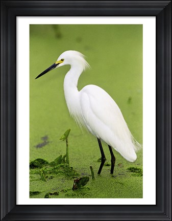 Framed Close-up of a Snowy Egret Wading in Water Print