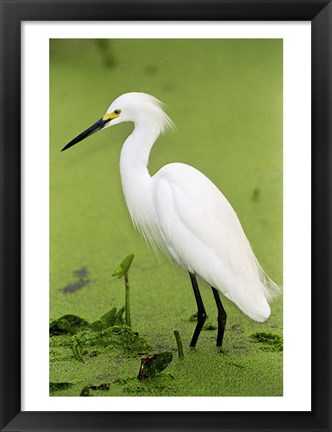 Framed Close-up of a Snowy Egret Wading in Water Print