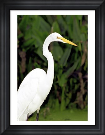 Framed Close-up of a Great Egret Print