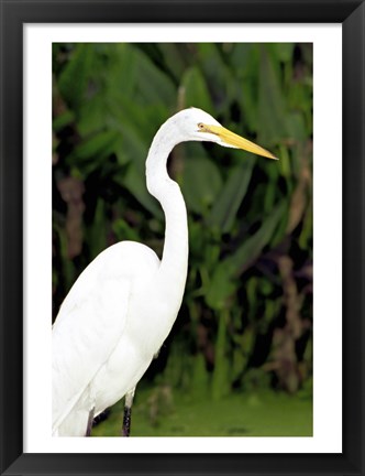 Framed Close-up of a Great Egret Print