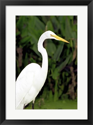 Framed Close-up of a Great Egret Print