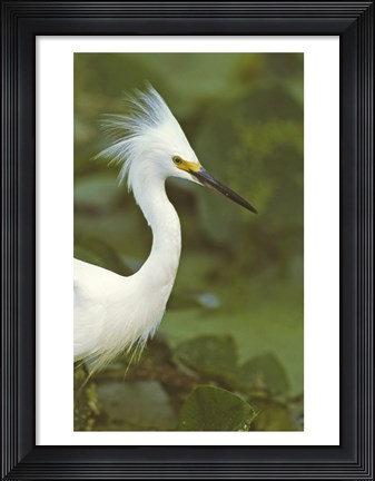 Framed Close-up of a Snowy Egret Print