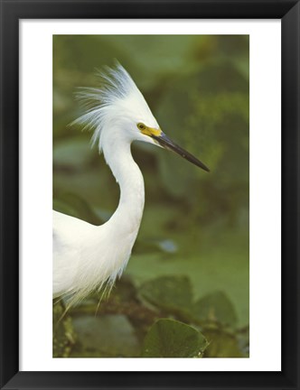 Framed Close-up of a Snowy Egret Print