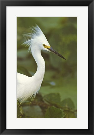 Framed Close-up of a Snowy Egret Print