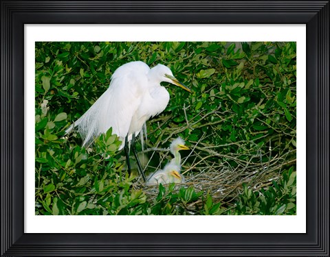 Framed Great Egrets Print