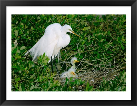 Framed Great Egrets Print