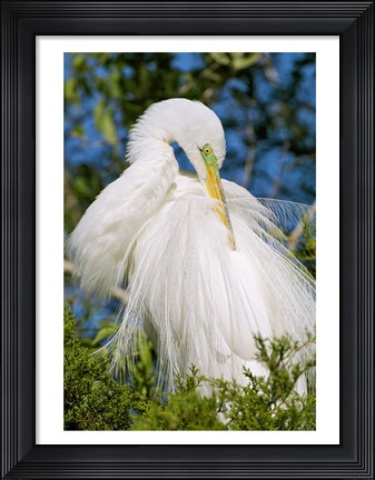 Framed Great Egret - photo Print