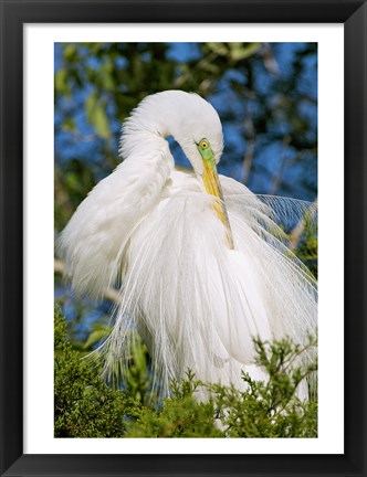 Framed Great Egret - photo Print