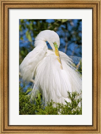 Framed Great Egret - photo Print