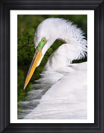 Framed Great Egret - up close Print