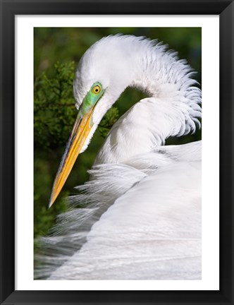 Framed Great Egret - up close Print