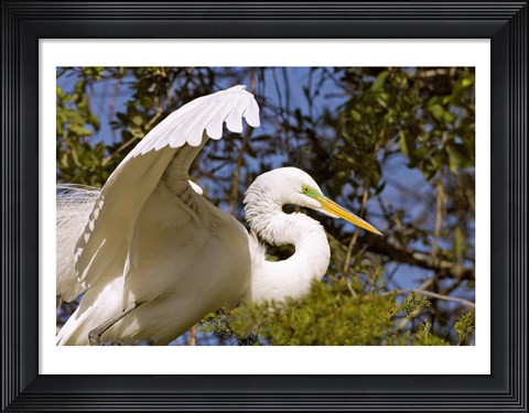 Framed Great Egret - open wings Print