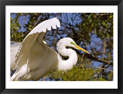 Framed Great Egret - open wings Print