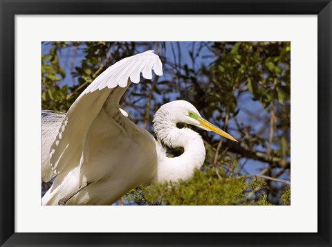 Framed Great Egret - open wings Print