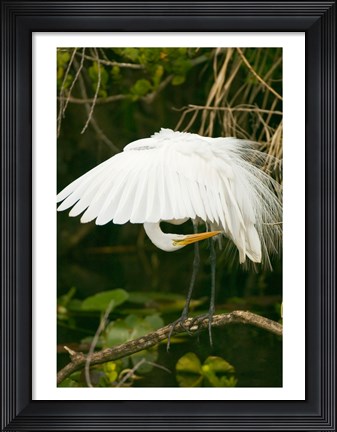 Framed Close-up of a Great White Egret Print