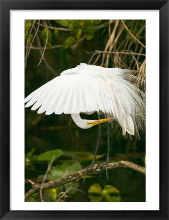 Framed Close-up of a Great White Egret Print