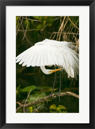 Framed Close-up of a Great White Egret Print