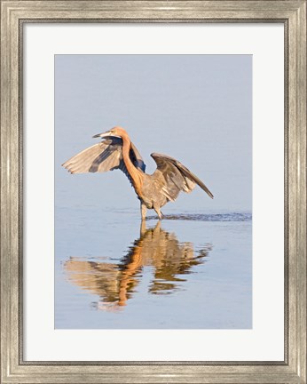 Framed Reflection of Reddish Egret in Water Print