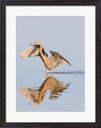 Framed Reflection of Reddish Egret in Water Print