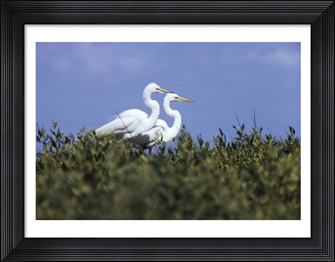 Framed Great Egret - two walking Print