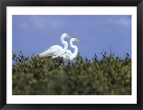 Framed Great Egret - two walking Print