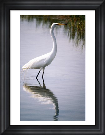 Framed Egret In River Print